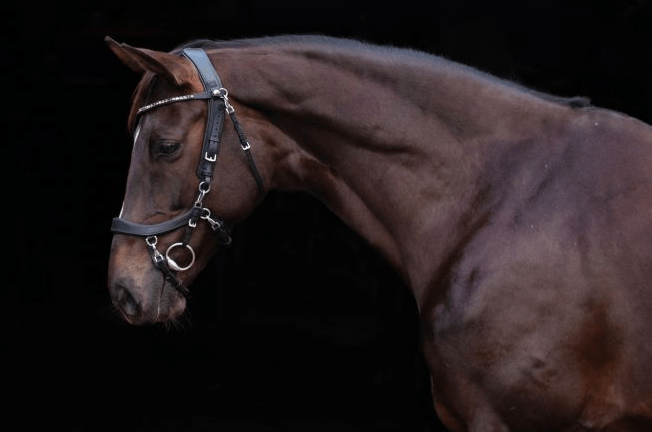 Presteq hoofdstel Faysport shine - Afbeelding 3