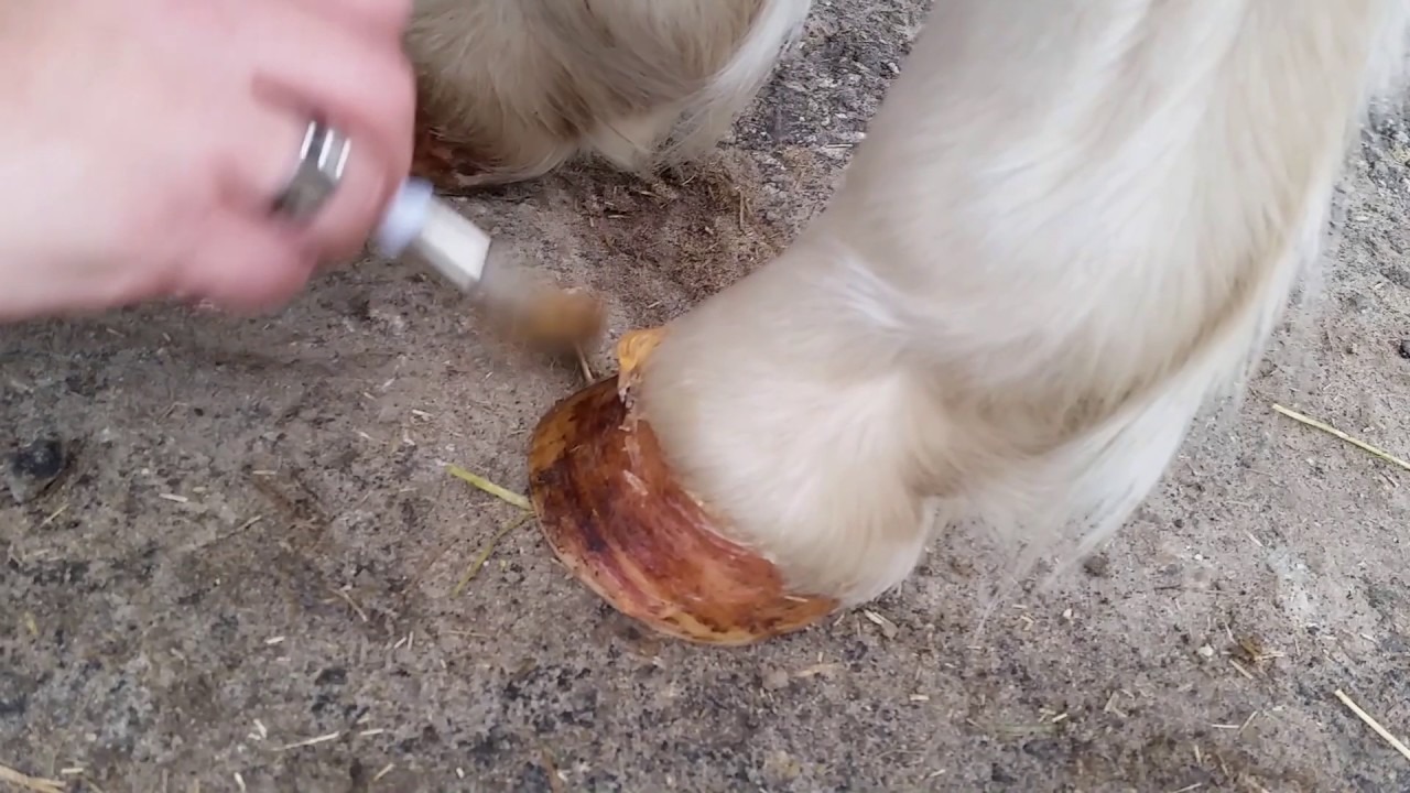 Excellent Horse Hoof Oil Gel 400 g - Afbeelding 2