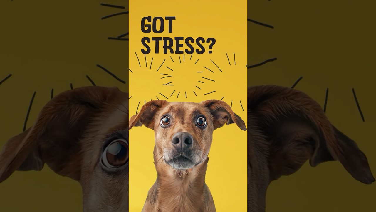 Excellent Pets No Stress Soft Chews 60 Treats - Afbeelding 2