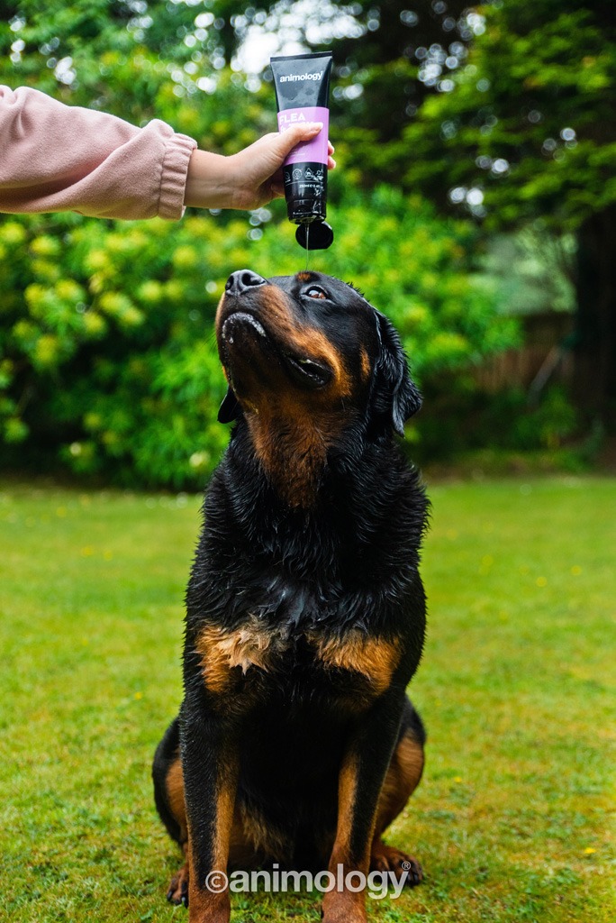 Animology Flea & Tick Dog Shampoo 250 ml - Afbeelding 3