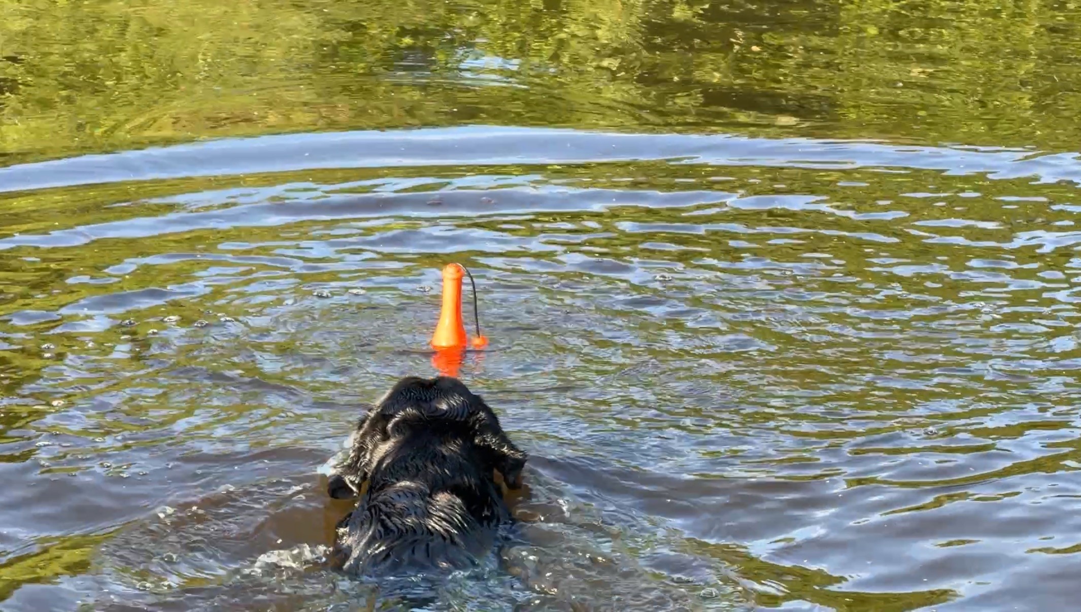 Dog Comets Bobber Oranje - Afbeelding 4