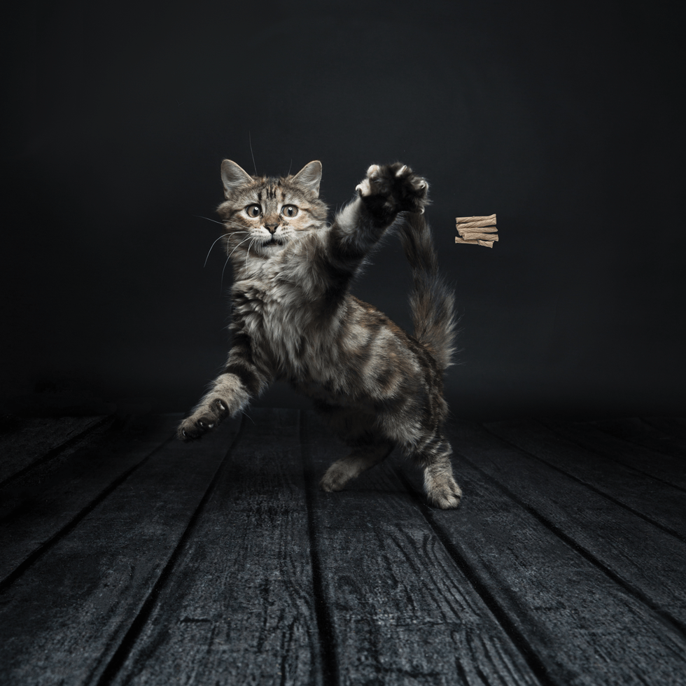 Cat Dancer Deluxe - Afbeelding 2