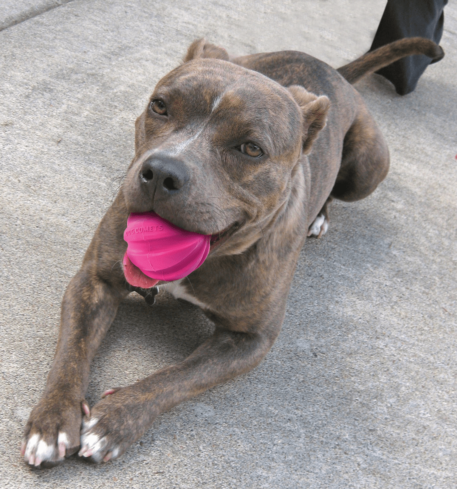 Dog Comets Halley Roze - Afbeelding 2