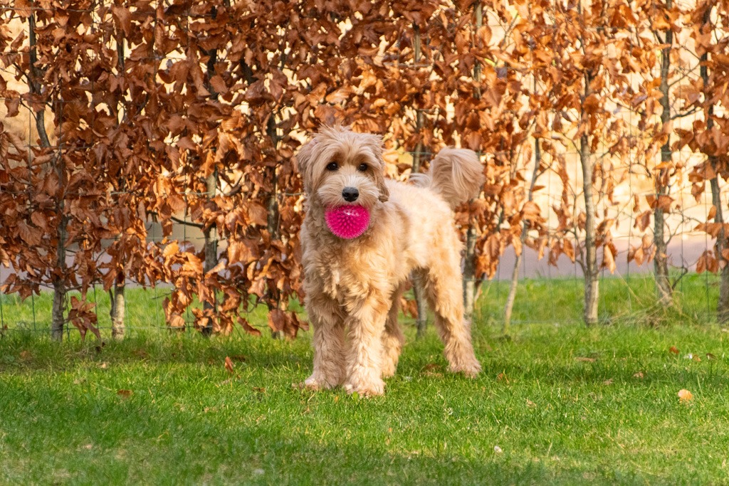 Dog Comets Exoplanet Egelbal L Roze - Afbeelding 4