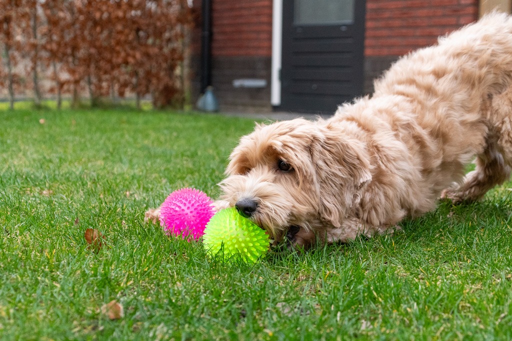 Dog Comets Exoplanet Egelbal S Groen - Afbeelding 5