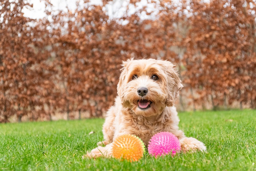 Dog Comets Exoplanet Egelbal S Groen - Afbeelding 6