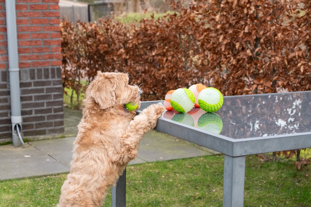 Dog Comets Glow In The Dark Moon Bal L Oranje - Afbeelding 6