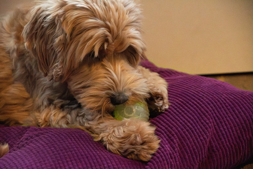 Dog Comets Glow In The Dark Moon Bal L Roze - Afbeelding 4