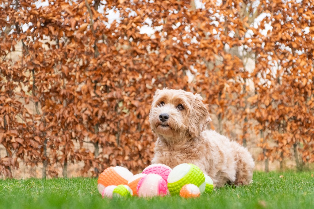 Dog Comets Glow In The Dark Moon Bal M Roze - Afbeelding 5