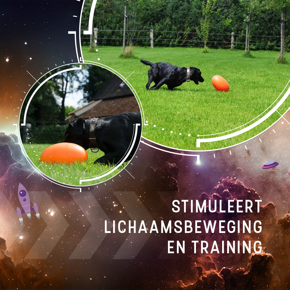 Dog Comets Pan-Stars Oranje L - Afbeelding 5