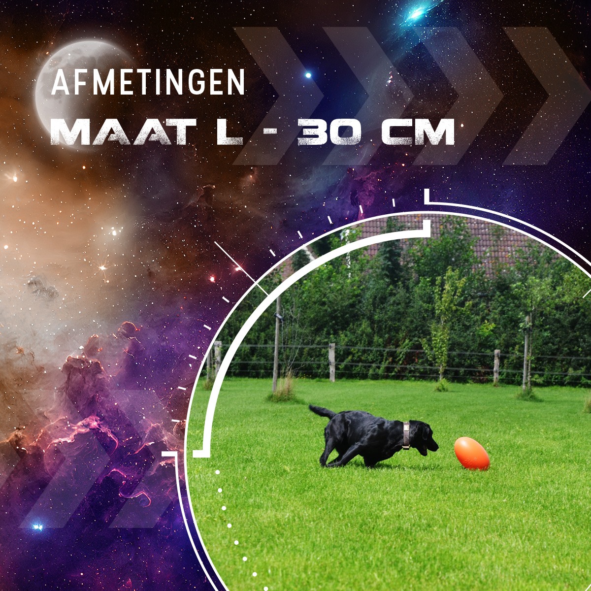 Dog Comets Pan-Stars Oranje L - Afbeelding 3