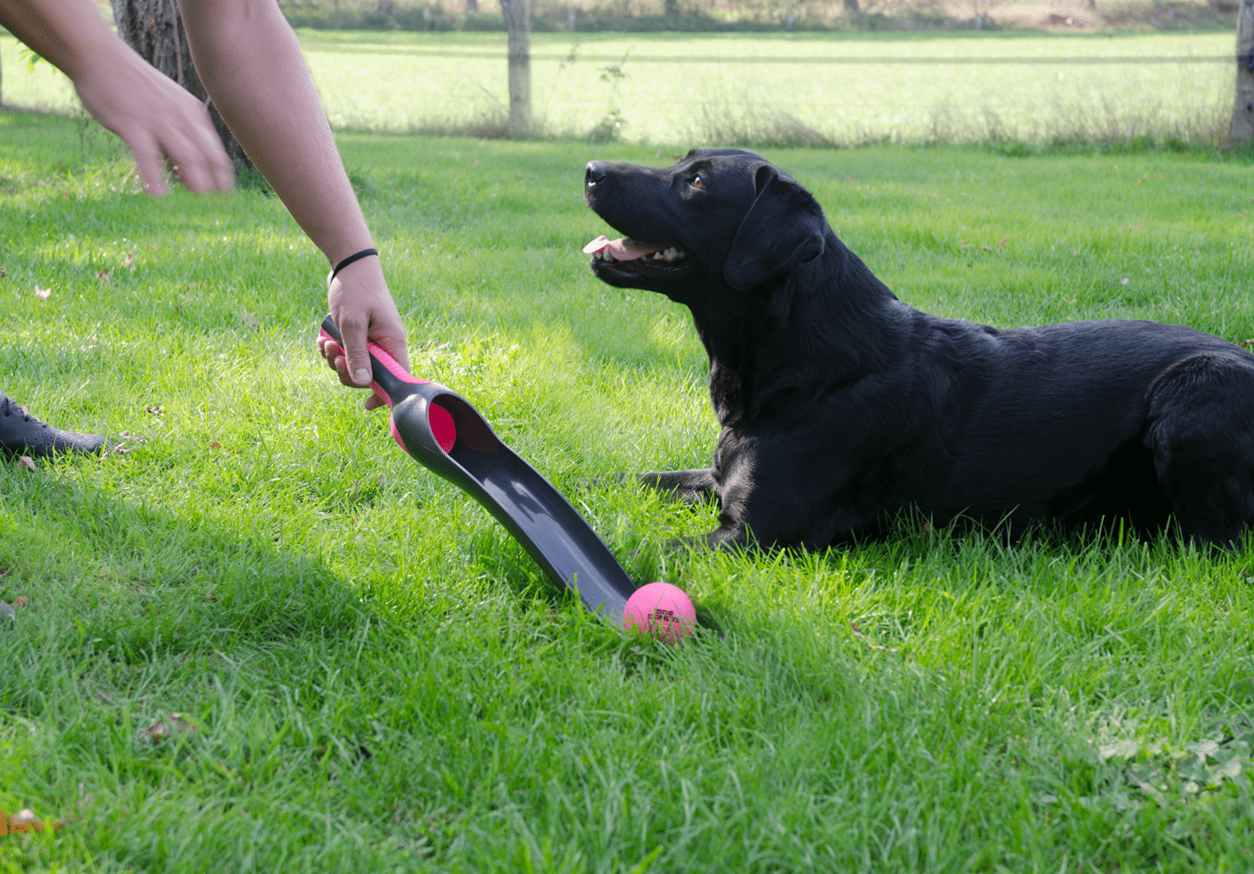 Dog Comets Star Launcher Roze - Afbeelding 2