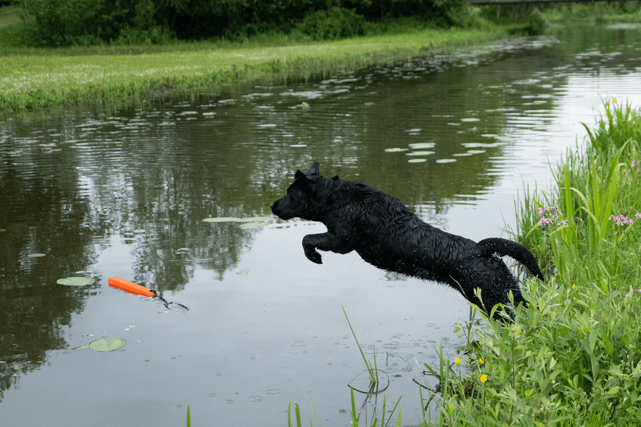 Dog Comets Orion Oranje - Afbeelding 6