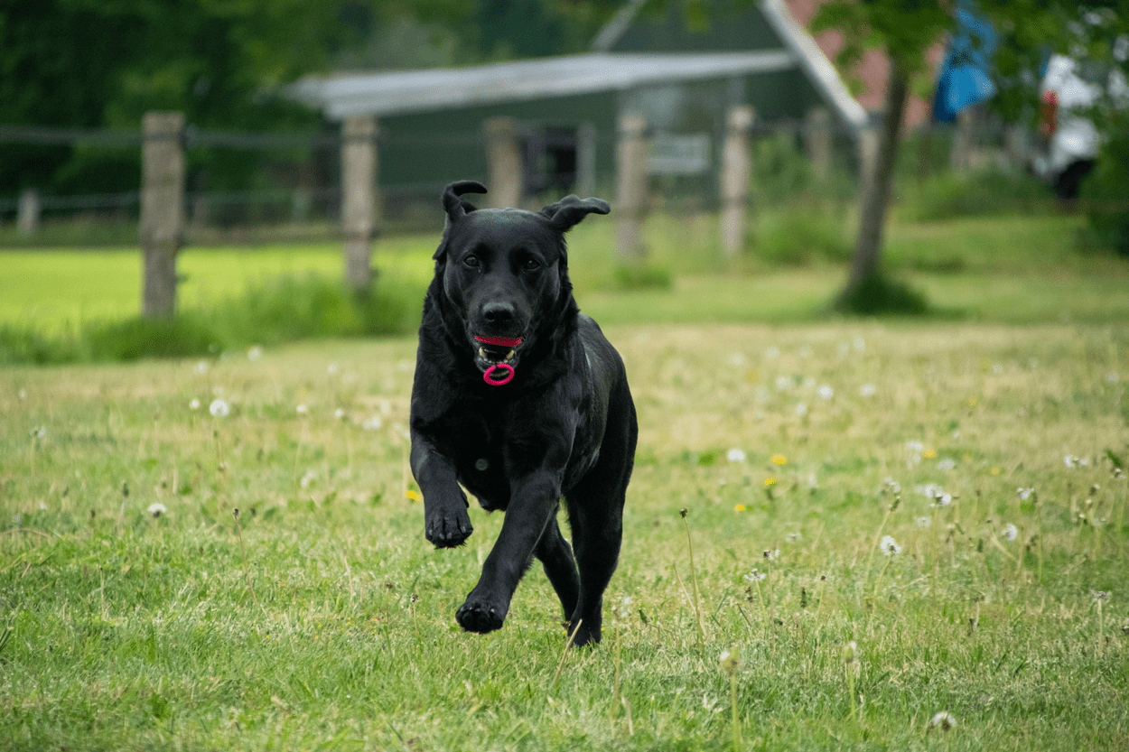 Dog Comets Blazar Jet Oranje - Afbeelding 5