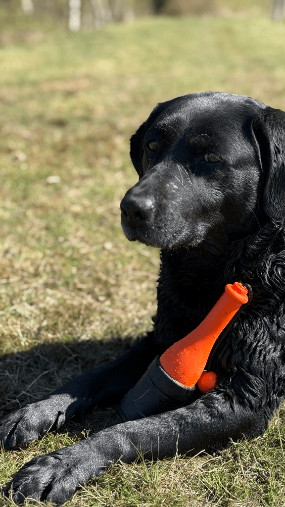 Dog Comets Bobber Oranje - Afbeelding 5