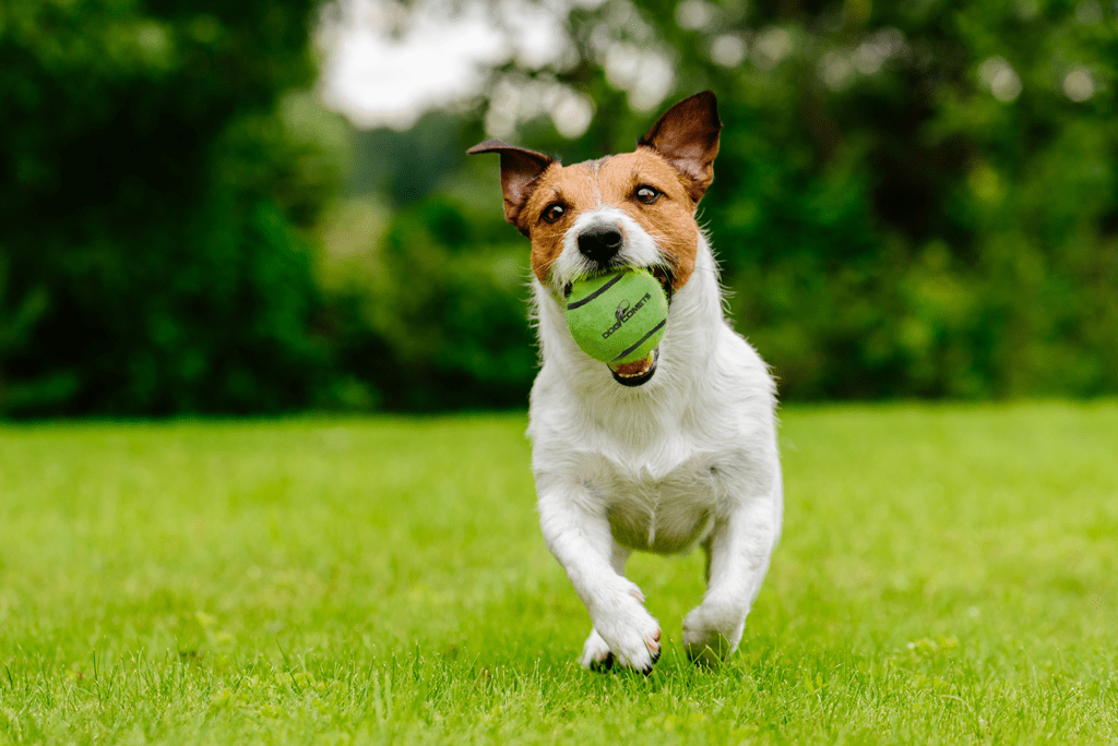 Dog Comets Tennisbal Met Pieper Neutron Star M Groen - Afbeelding 3