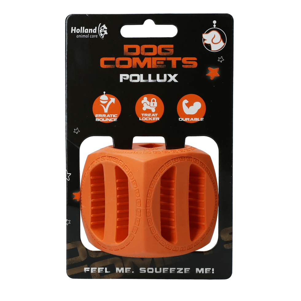 Dog Comets Pollux Oranje