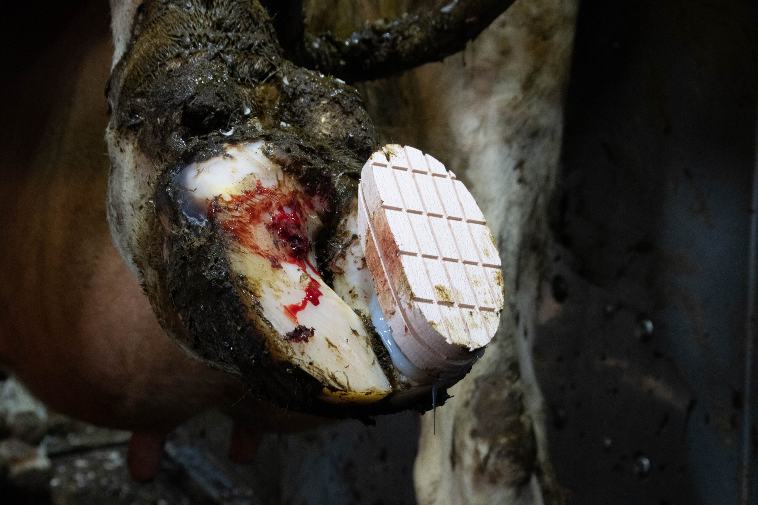 Excellent Easy Hoof Block Hout - 11 cm - Afbeelding 3