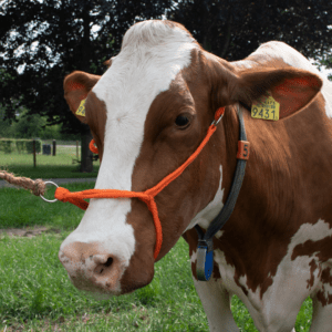 Halster Kalf verstelbaar breed oranje Koe