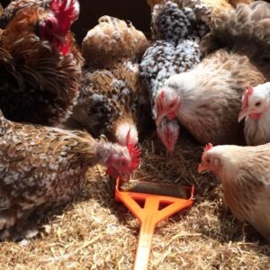 Hentastic Fun Feeder