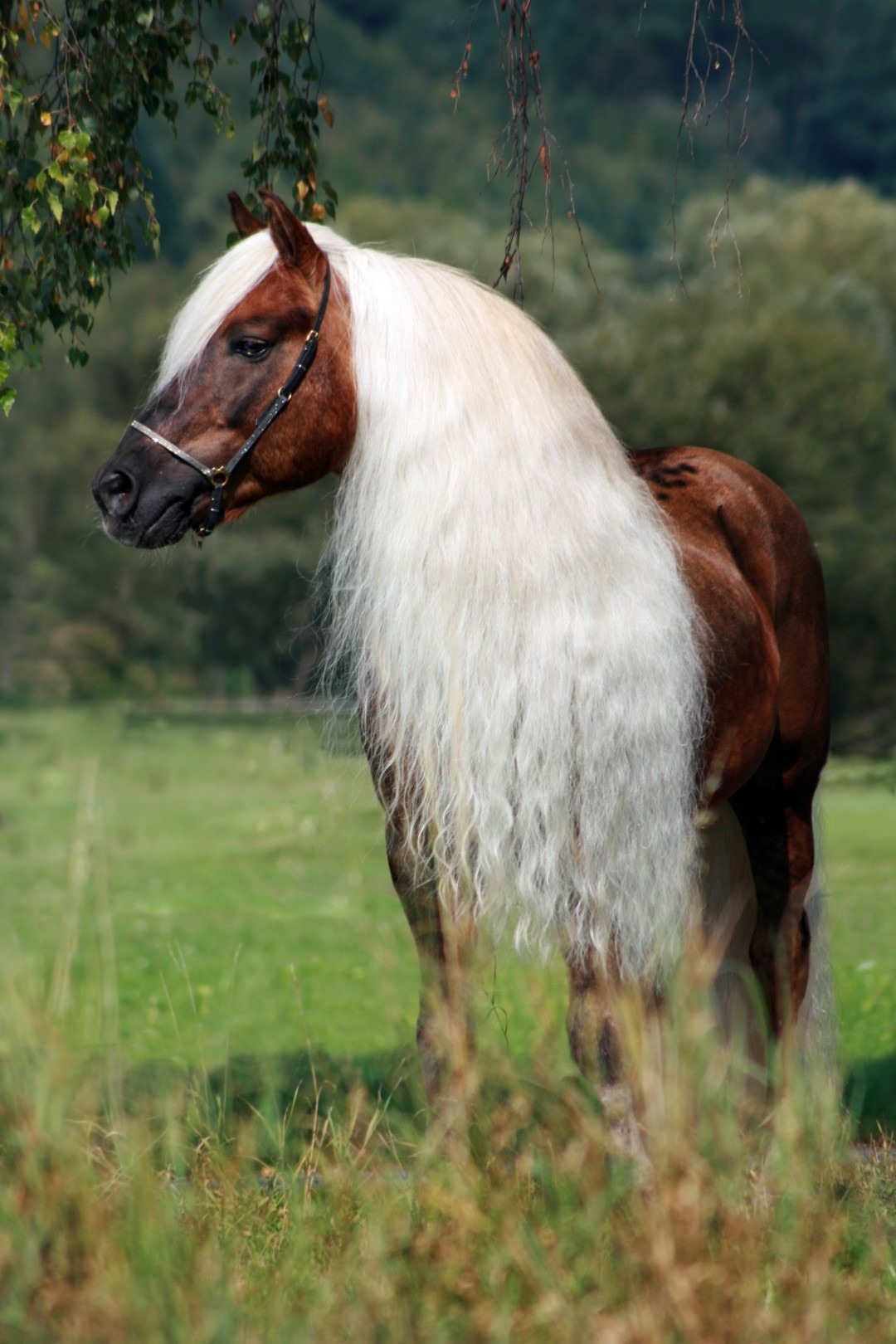 Excellent Horse Hi Gloss Spray 500 ml - Afbeelding 4