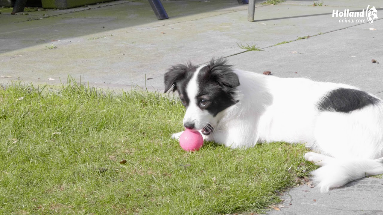 Dog Comets Stardust Groen S - Afbeelding 4