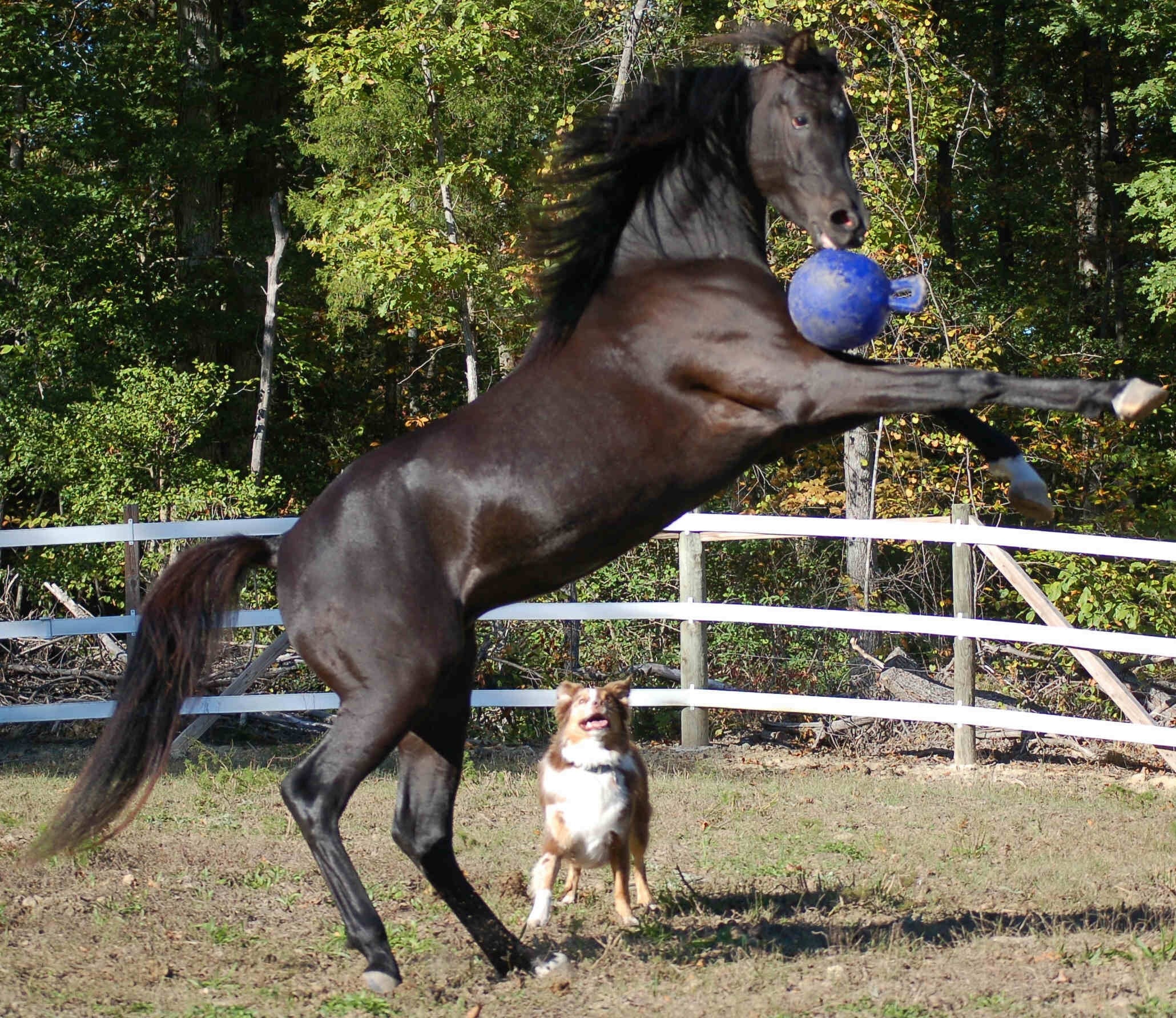 Jolly Ball Groen (appel) - Afbeelding 2