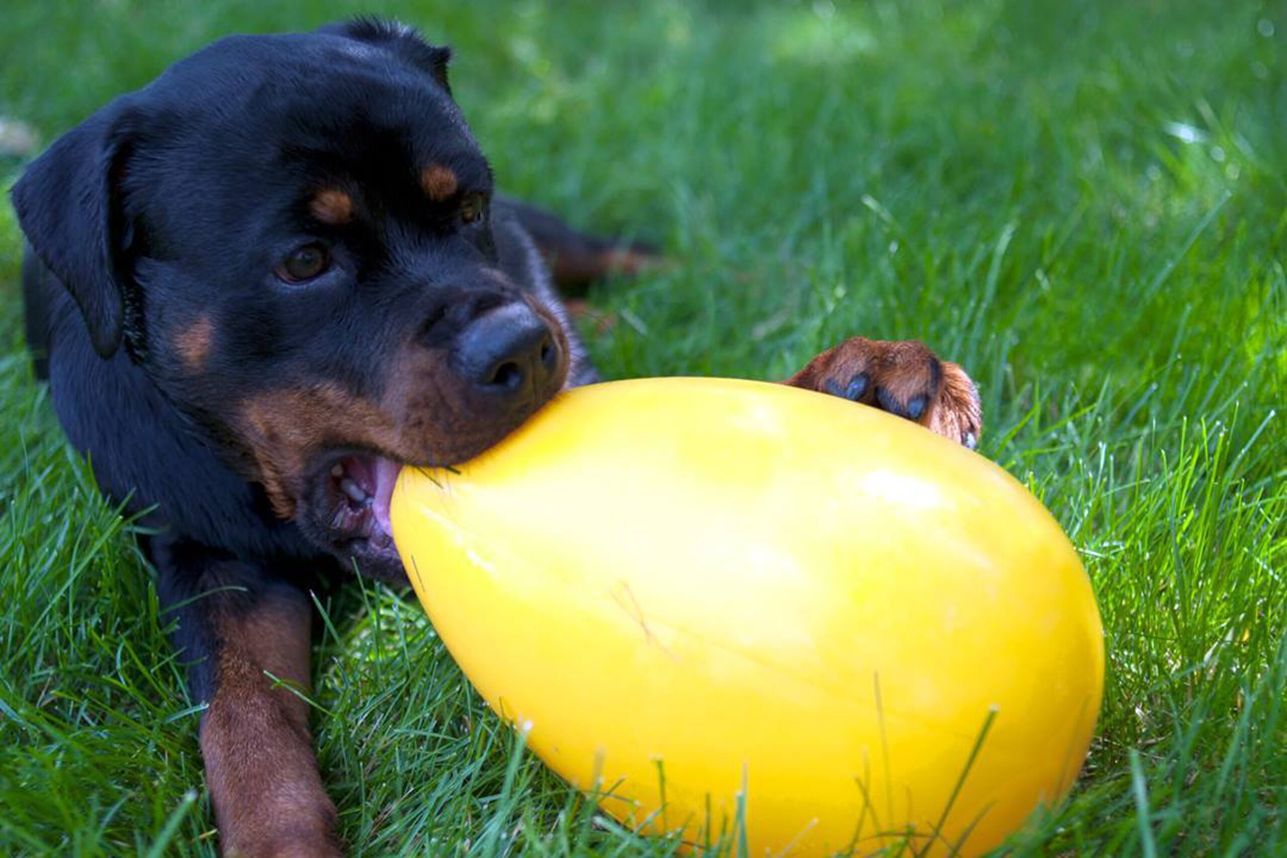 Jolly Egg Rood L (30 cm) - Afbeelding 5