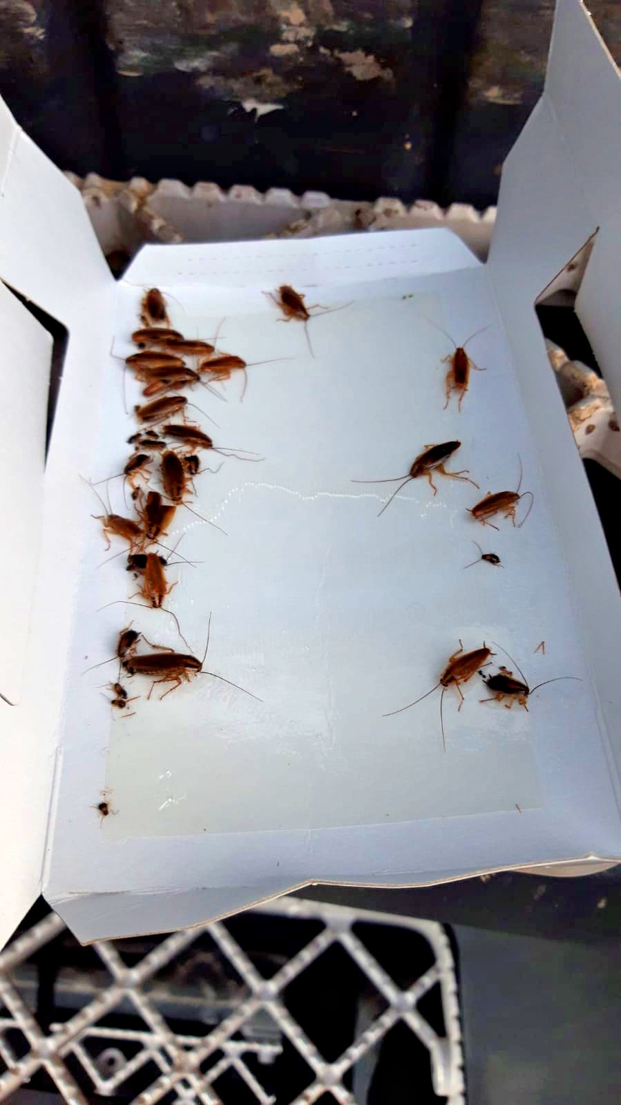Knock Pest Insectenval Groot - Afbeelding 5