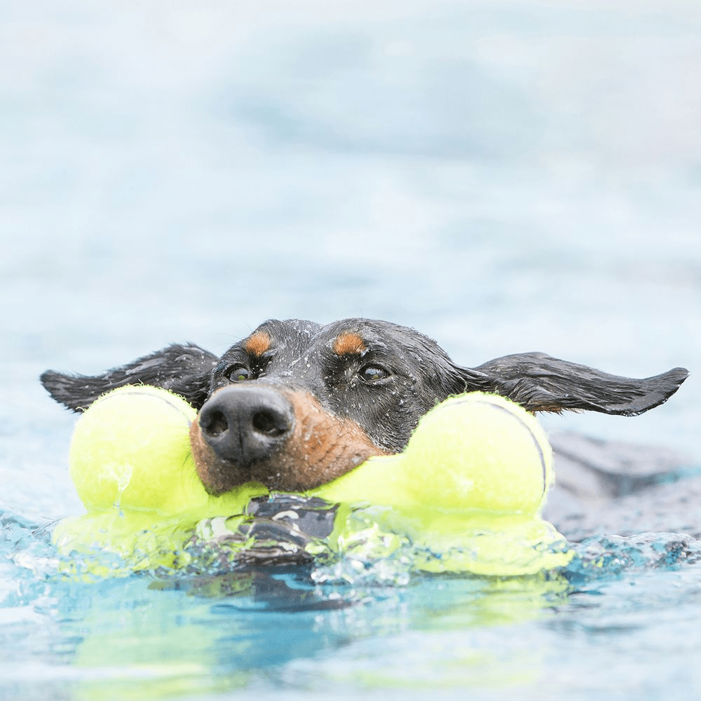 KONG Airdog® Squeaker Bone M - Afbeelding 3