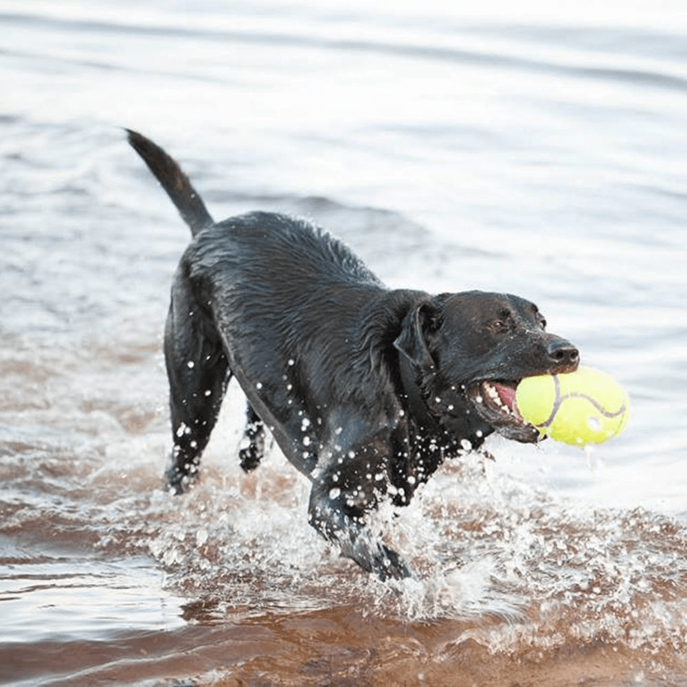 KONG Airdog® Squeaker Dumbbell M - Afbeelding 2