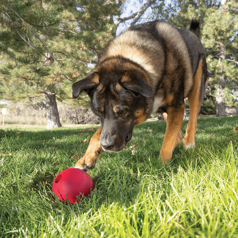 KONG Extreme Ball Met Gat Rood L - Afbeelding 3