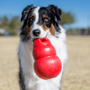 KONG Bounzer Large M