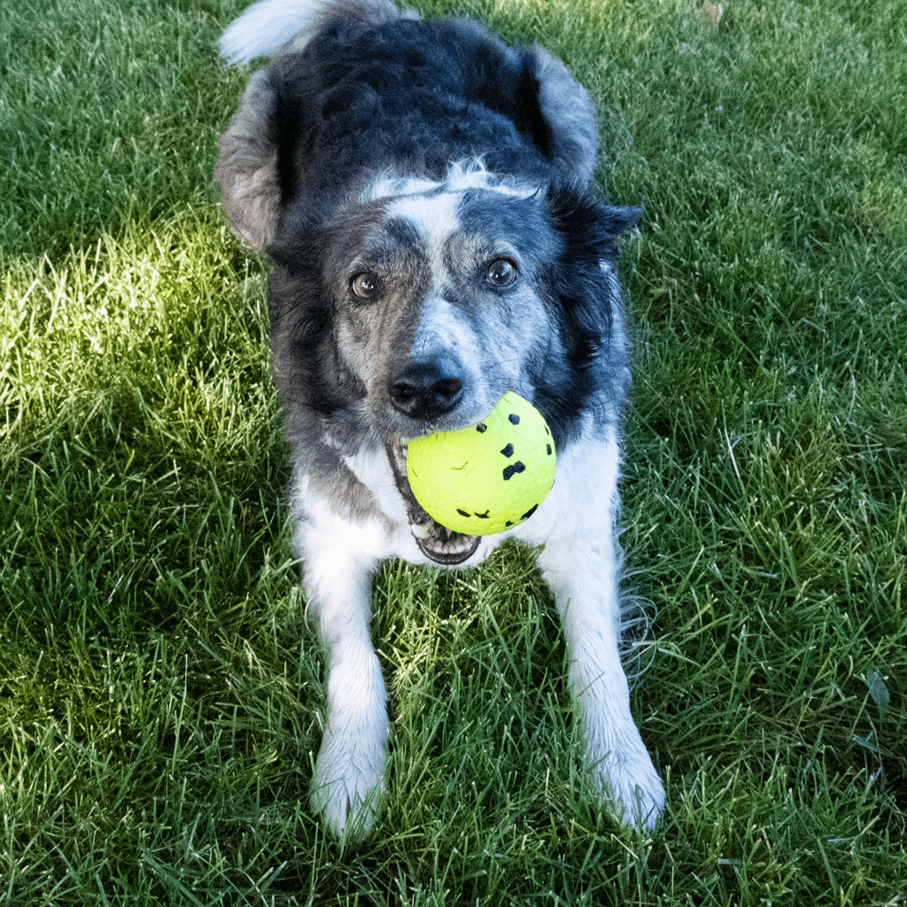 KONG Reflex Ball L - Afbeelding 3