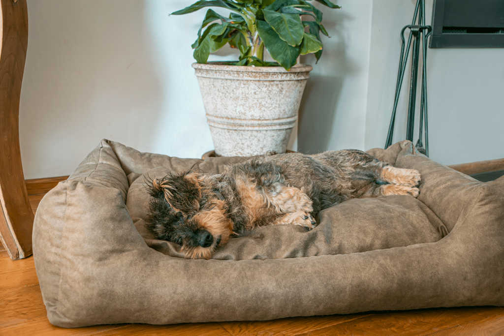 Let's Sleep Sweet Dreams Hondenmand Met Kussen XL Taupe - Afbeelding 3