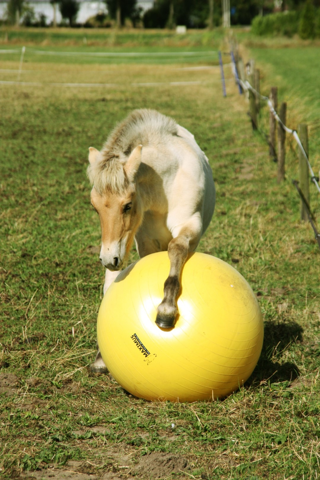 Maximus Power Play Ball 65 cm - Afbeelding 2