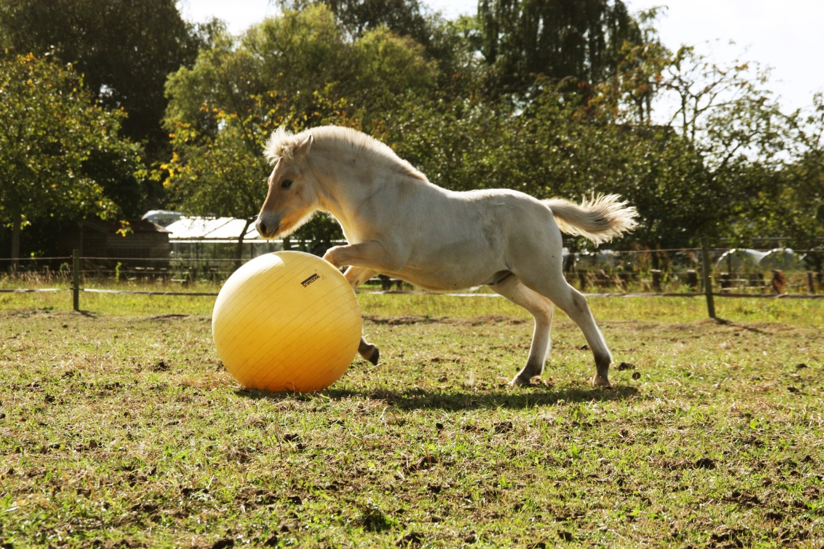 Maximus Power Play Ball 65 cm - Afbeelding 6