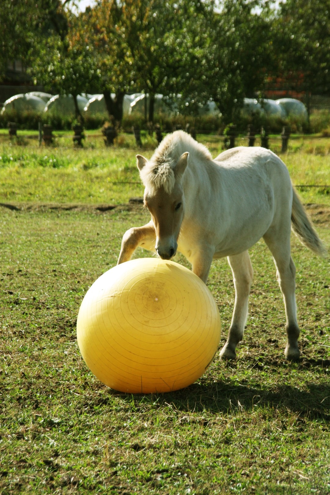 Maximus Power Play Ball 65 cm - Afbeelding 3