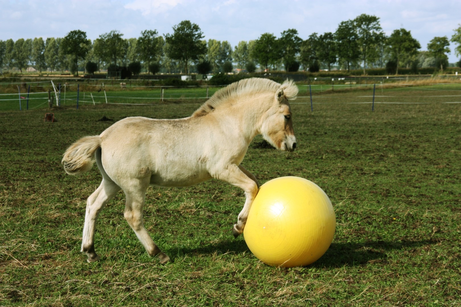 Maximus Power Play Ball 65 cm - Afbeelding 5