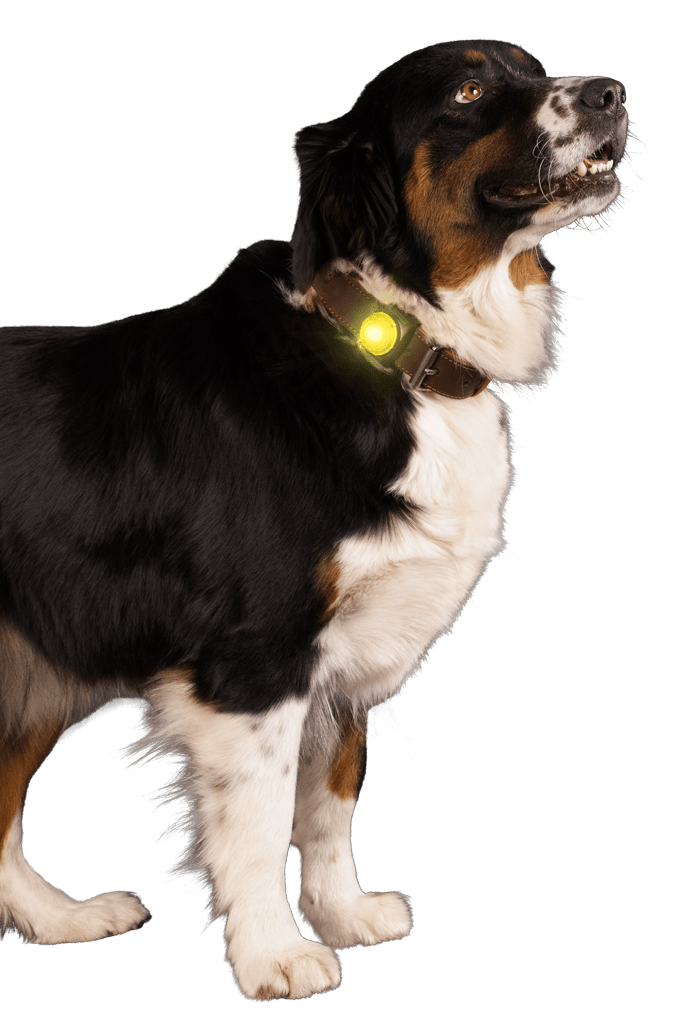 Nightwalk Safety Light Geel - Afbeelding 3
