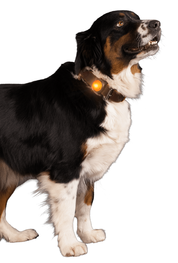 Nightwalk Safety Light Oranje - Afbeelding 3