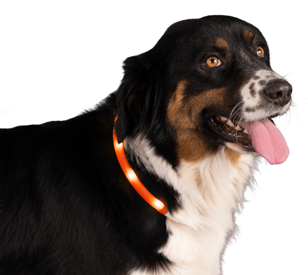 Nightwalk Safety Collar Oranje - Afbeelding 3