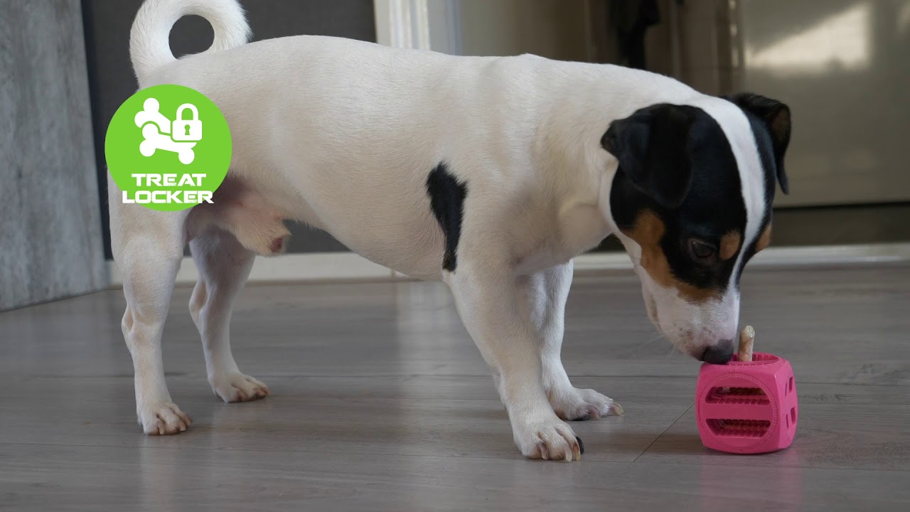 Dog Comets Pollux Oranje - Afbeelding 3