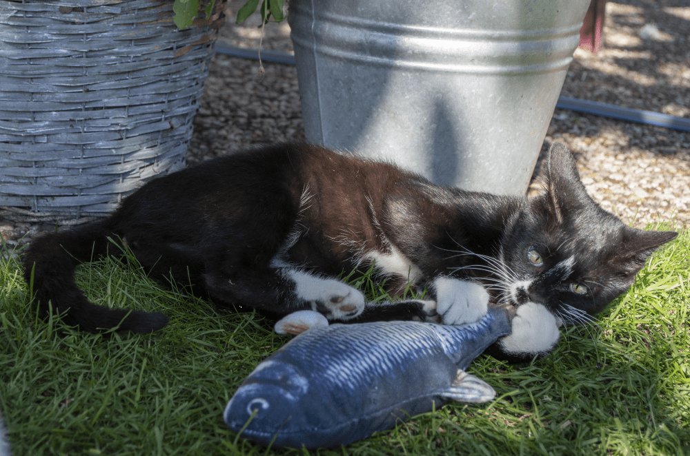 Robocat Zalm - Afbeelding 5