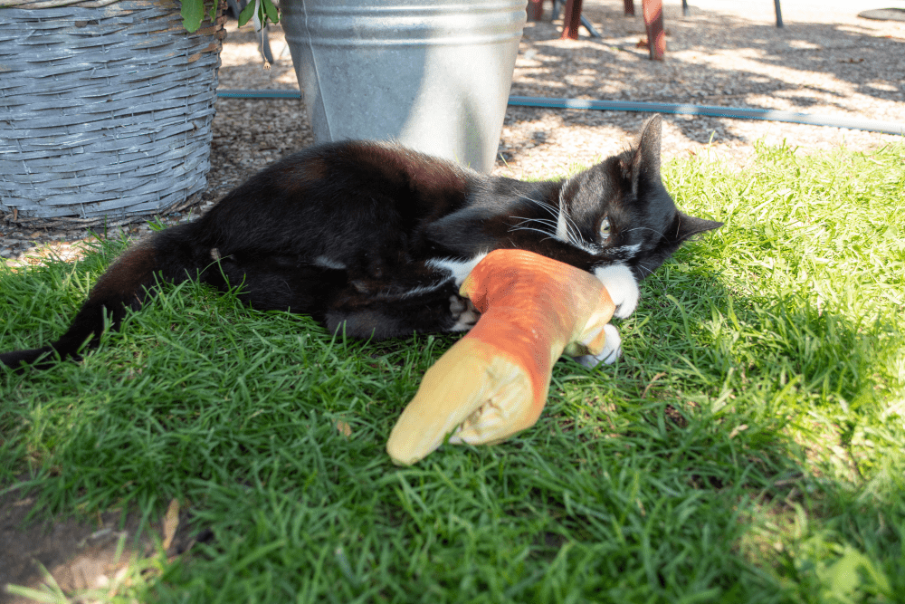 Robocat Zalm - Afbeelding 6