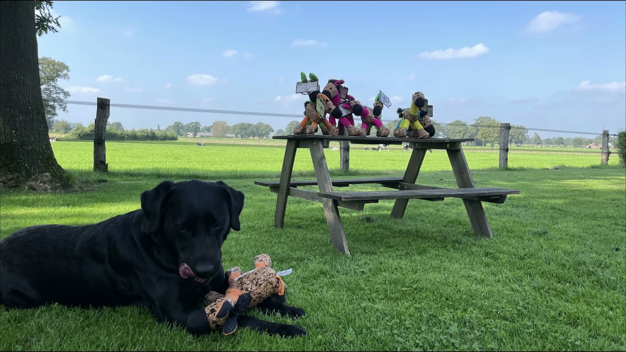 Retrodog Donkey Oranje S - Afbeelding 5