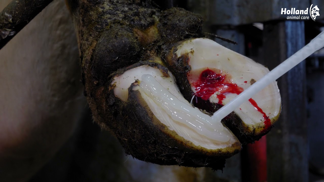Excellent Easy Hoof Block Hout - 11 cm - Afbeelding 2