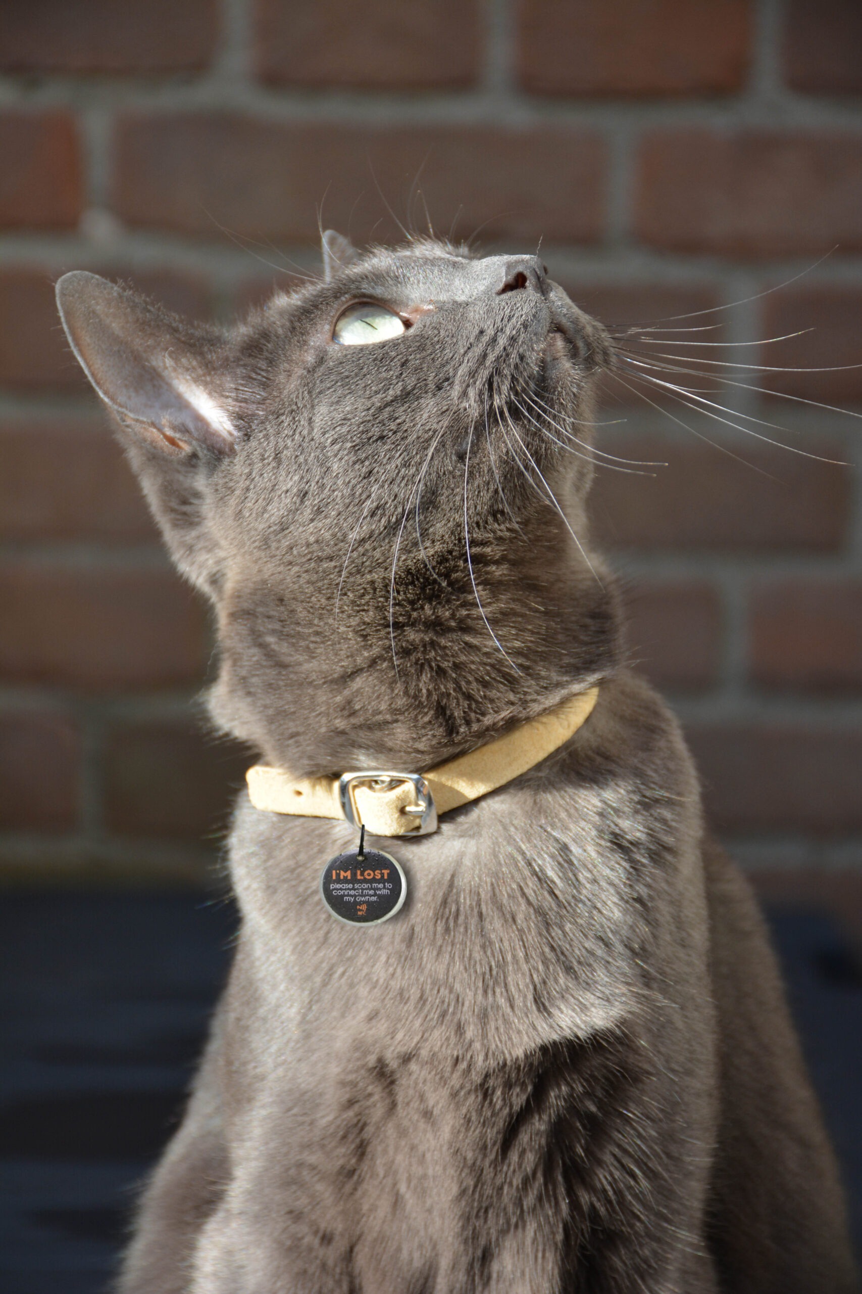 Spotted! Pro Hond & Kat S - Afbeelding 3