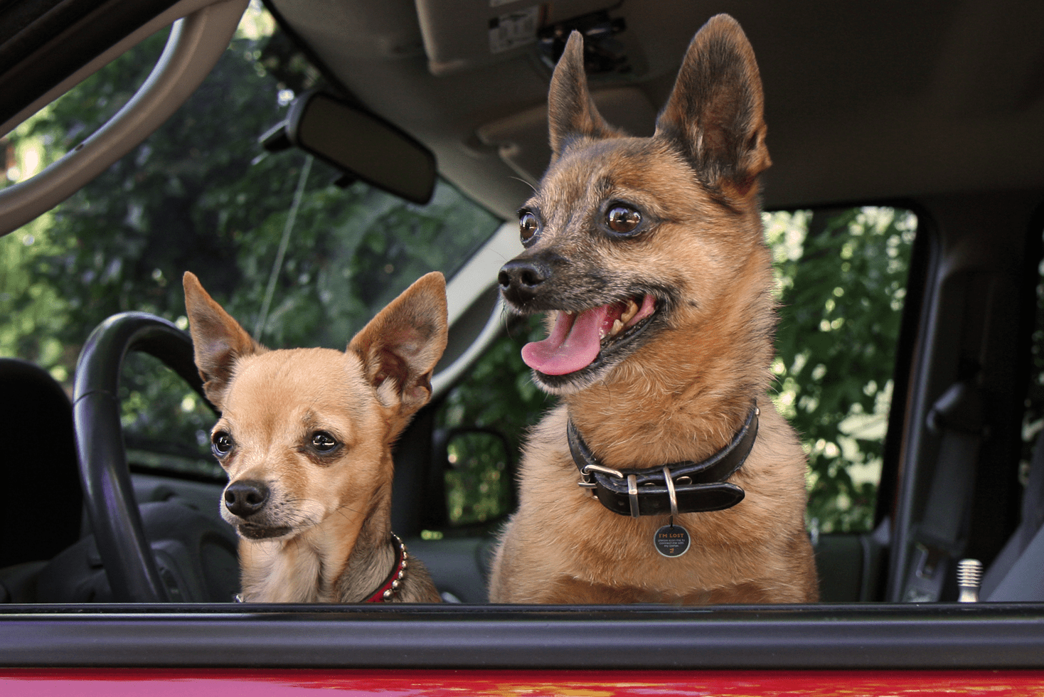 Spotted! Pro Hond & Kat S - Afbeelding 5