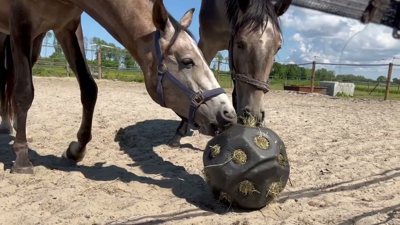 Excellent Horse Feed & Play Ball Groen - Afbeelding 3